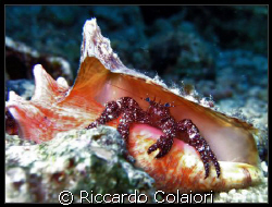 My Personal Garden - Scuba Club Cozumel Reef - Mexico - A... by Riccardo Colaiori 